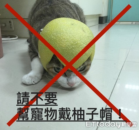 不要幫寵物戴柚子帽。（圖／我不醫人- Dr. Lan提供）