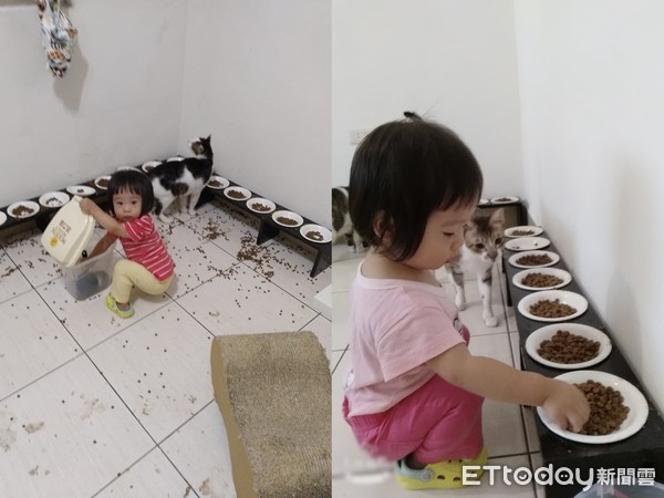 ▲女兒在家大開派對，撒下滿滿的飼料餵貓。（圖／網友Meggie Yeh授權提供，下同）