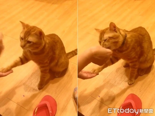 ▲偷拍萌貓握手討食被發現。（圖／網友Yawei Lin授權提供）