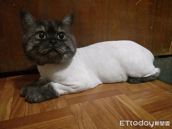 ▲黑貓內搭「白色衛生衣」　媽笑：第一次剃毛回來以為送錯貓。（圖／飼主Mi Bao提供）