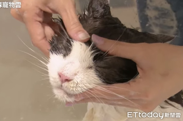 貓咪Minimi洗香香。（圖／東森寵物雲商店提供）