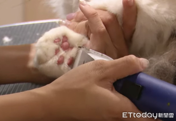 貓咪Minimi洗香香。（圖／東森寵物雲商店提供）