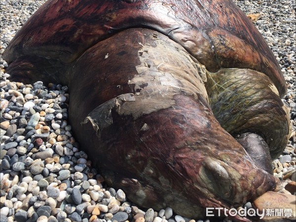 ▲死亡綠蠵龜體型碩大，初步測量該海龜身長約150公分，寬90公分。（圖／第一二海巡隊提供，下同）