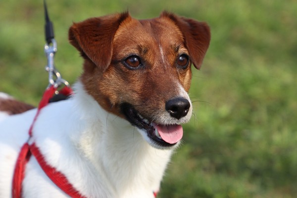 ▲▼傑克羅素梗犬,Jack Russell Terrier,狗,犬。（圖／免費圖庫pixabay）