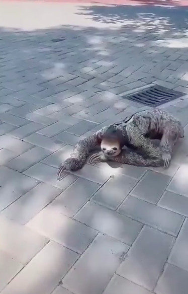 樹懶爬行很萌？實際畫面「太像人」嚇到網友：怎麼跟動畫片不一樣（圖／weibo@智慧言論bot）