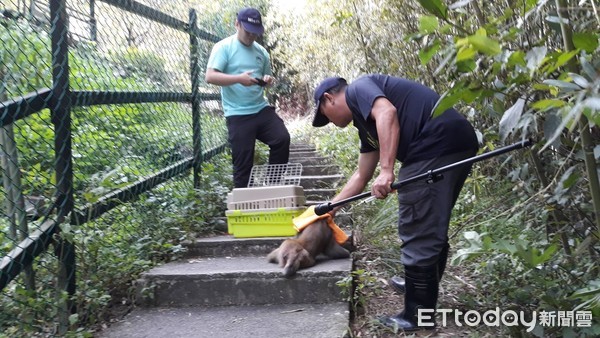 ▲南庄警方和縣府人員，合力將傷人的獼猴麻醉後帶回，擇日再野放。（圖／記者黃孟珍翻攝）