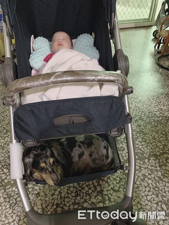 ▲狗狗跟寶寶一起睡覺。（圖／網友紀艾薇授權提供，下同）