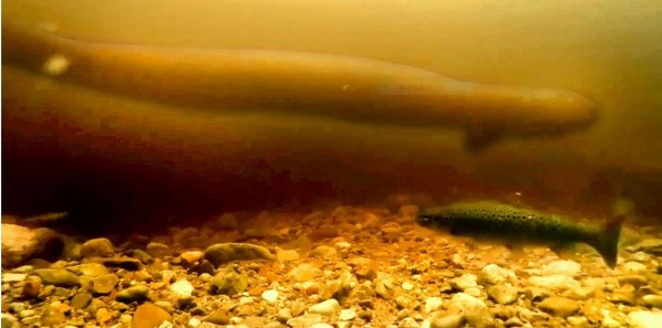 ▲「尼斯漁業理事員會」公布 的影片，顯示一個長蛇形的生物在水底游弋。（圖／尼斯漁業理事員會影片截圖)