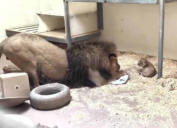 （圖／翻攝自Facebook／Denver Zoo）