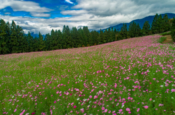 ▲福壽山農場波斯菊海。（圖／取自《福壽山農場》）