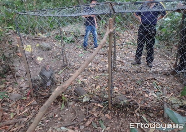 ▲南投森管員巡視山區時，在雲林縣林內鄉山區發現1隻獼猴受困大型誘捕籠。（圖／南投林管處提供）