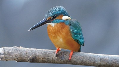 一身鈷藍色寶石羽毛！清澈河川旁的「翠鳥」　求偶誠意是獻上鮮魚