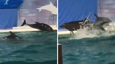 小海豚趁沒人在「跳出水池」玩嗨了！遊客含淚目擊：牠們渴望自由