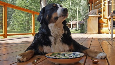 毛小孩都是戲精！牠不吃飯就狂餵「點心肉乾」　久了覺得主人真好騙