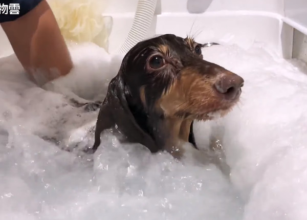 臘腸狗嘟嘟洗澡。（圖／東森寵物雲商店提供）