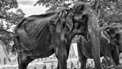 參加遊行是神的祝福？斯里蘭卡「皮包骨大象」走了　下輩子別再受苦