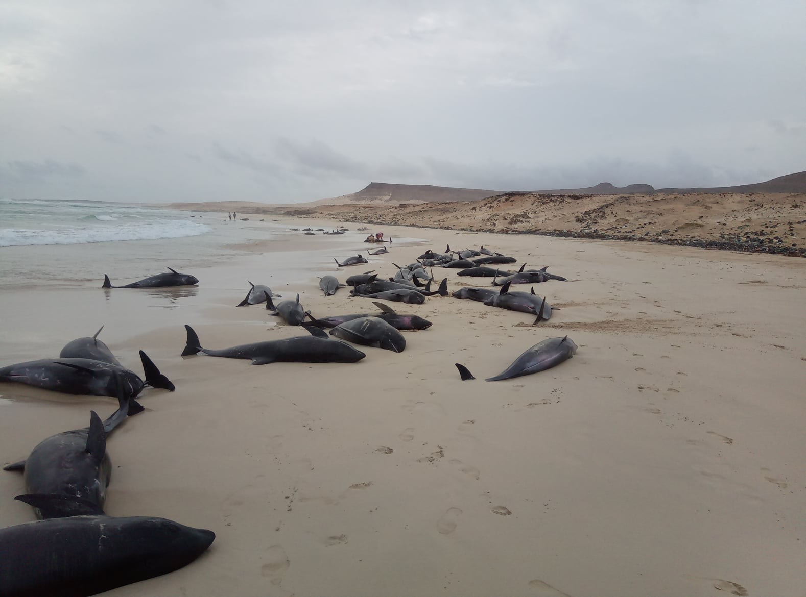 ▲134隻伊列特拉海豚擱淺。（圖／翻攝自Facebook／IWDG Cape Verde Humpback Whale Expeditions）