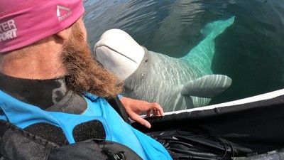 「貪玩小白鯨」撞掉潛水員GoPro！馬上鑽進海底撿回來：對不起還給你