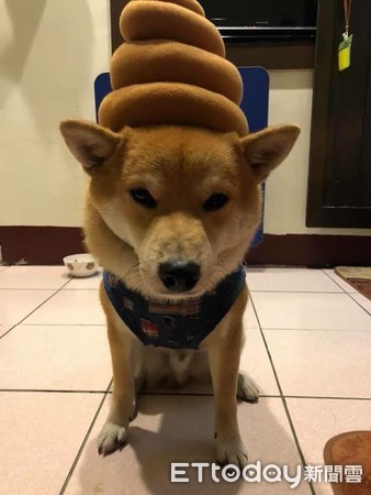▲柴犬COCO 。(圖/網友Dong Huang授權提供,下同)