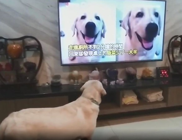 看到自己上新聞，拉拉專心盯電視。（圖／有點毛毛的／飼主Hui Weimin提供）