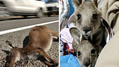 屠殺式「沿路撞斃袋鼠母子」！澳屁孩瞥一眼滿地屍體　駕車逃逸無悔意