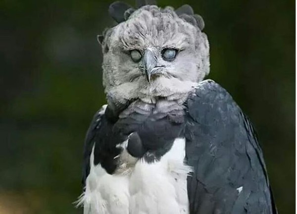 ▲▼ 角雕, Harpy Eagle,學名Harpia harpyja。（圖／翻攝自IG／birds.nature）