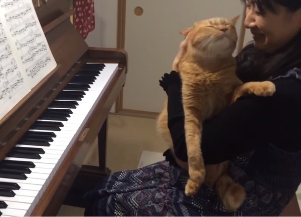 貓咪跟鋼琴爭寵大戰。（圖／翻攝自Youtube@Y KYKY）