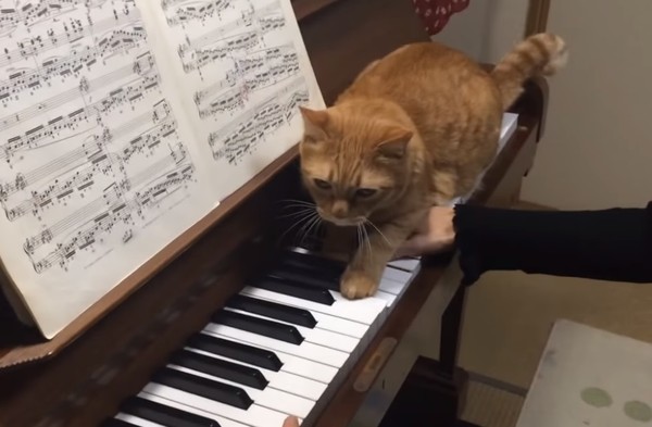 貓咪跟鋼琴爭寵大戰。（圖／翻攝自Youtube@Y KYKY）