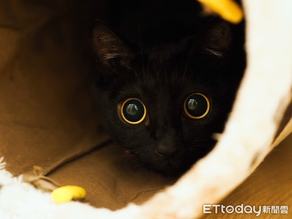 ▲黑貓Kuro眼睛像粉圓一樣大。（圖／網友Zyo Ming授權提供，下同）