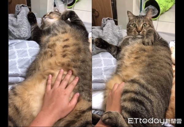 貓咪太大隻，奴才手變超小。（圖／飼主葉小維提供）