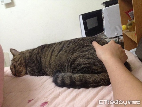 貓咪太大隻，奴才手變超小。（圖／飼主葉小維提供）