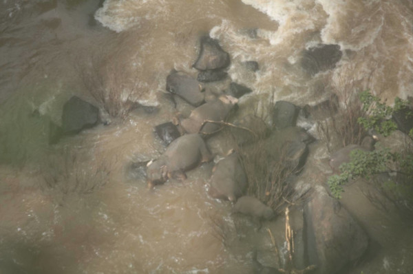 ▲▼泰國考艾國家公園，3歲幼象疑似滑倒跌進湍急河水中，家族中另外5頭大象為了拯救寶寶，跳進「地獄瀑布」豪那洛克瀑布（Haew Narok），最後不幸全部摔死。（圖／翻攝Twitter@EdwinWiek）