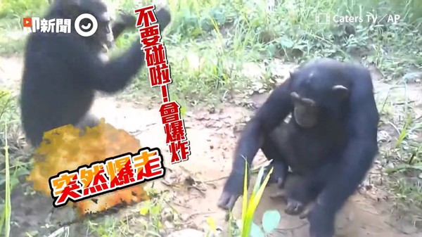 ▲左邊的黑猩猩看到朋友大膽摸烏龜，害怕到爆氣了。（圖／翻攝自即新聞／AP）