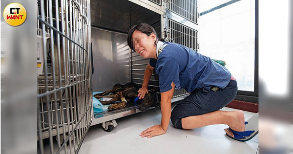 【女俠變蟑螂1】賴神認證頒獎 愛媽竟是虐狗屠宰手 【女俠變蟑螂1】賴神認證頒獎 愛媽竟是虐狗屠宰手