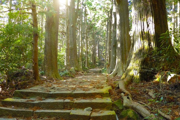 ▲日本紀州冬季旅遊大熱門！賞花、泡湯、草莓吃到飽▼             。（圖／七逗旅遊網提供）