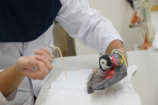▲帝王企鵝小寶寶誕生！　日本動物園飼育員「戴頭套扮親鳥」餵食。（圖／翻攝自アドベンチャーワールド（Adventure world））