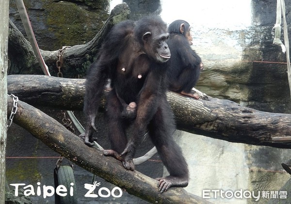 ▲動物園「濡安」長大了！紅猴媽媽只讓「隔臂阿姨」摸牠。（圖／臺北市立動物園提供。）