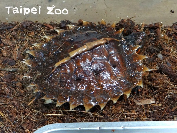 努力3年成功孵化，太陽龜背甲超美。（圖／台北市立動物園提供）