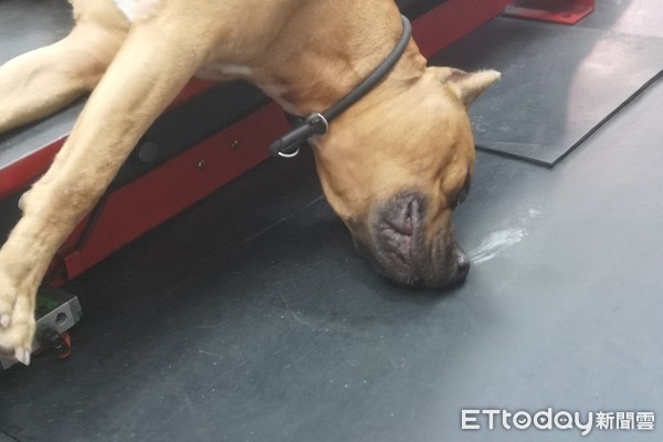 ▲機車行比特犬睡到鼻子頂地板，媽嚇瘋以為死了。（圖／網友Pei YU授權提供）