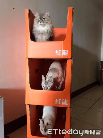 ▲貓奴為了主子辦會員卡！　拿紙箱蓋一棟豪華「貓公寓」。（圖／飼主Caolly Wu提供）