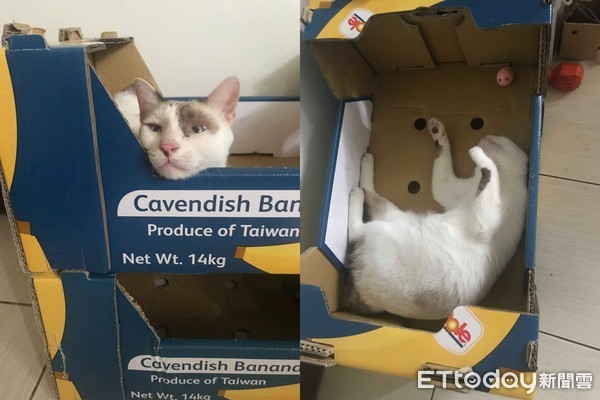 ▲貓奴為了主子辦會員卡！　拿紙箱蓋一棟豪華「貓公寓」。（圖／飼主Caolly Wu提供）