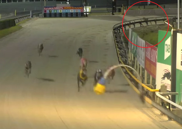▲澳洲「賽狗」受傷...忍痛跑完全程　當晚仍被殘忍處死。（圖／翻攝自Facebook「Brisbane Animal Save」）