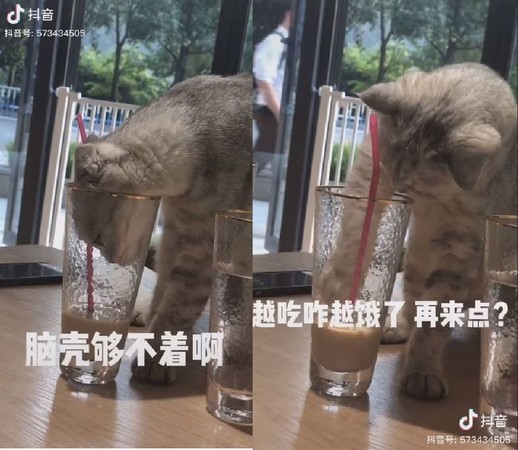 ▲貓咪偷喝飲料 。（圖／翻攝自抖音用戶@573434505）