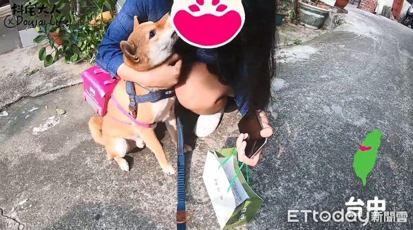 ▲柴犬外送員跨越全台17縣市！　「foodshiba」把燦爛笑容送到家。（圖／粉專「抖宅大人」授權提供）