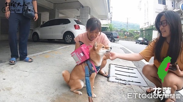 ▲柴犬外送員跨越全台17縣市！　「foodshiba」把燦爛笑容送到家。（圖／粉專「抖宅大人」授權提供）