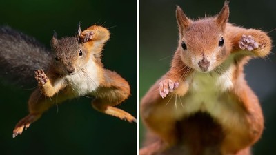 耗時一年和松鼠搏感情！攝影師成功拍到「飛天輕功」真實照片
