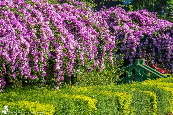 ▲楓樹河濱公園的蒜香藤。（圖／攝影師鄭傑森提供，請勿隨意翻拍，以免侵權）