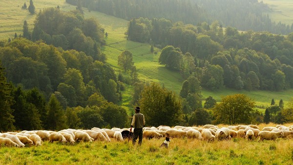 ▲▼放牧,牧羊,牧羊人。（圖／免費圖庫pixabay）
