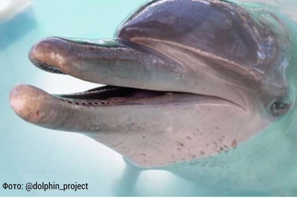 ▲▼ 峇里島酒店內救出的海豚德瓦（Dewa）。（圖／翻攝自臉書／Save Dolphins / Дельфины и киты / Dolphin Project）