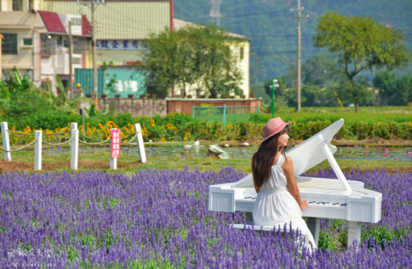 ▲中社觀光花市花海。（圖／攝影師《飛翔在天際》提供，請勿隨意翻拍，以免侵權。）